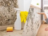 Black Mold Vs Mildew Spotting The Differences In Your Home Learntastic